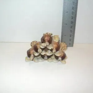 Toys | Turtles Stacked Pyramid Cowrie Shells Seashells Beach Art Straw ...